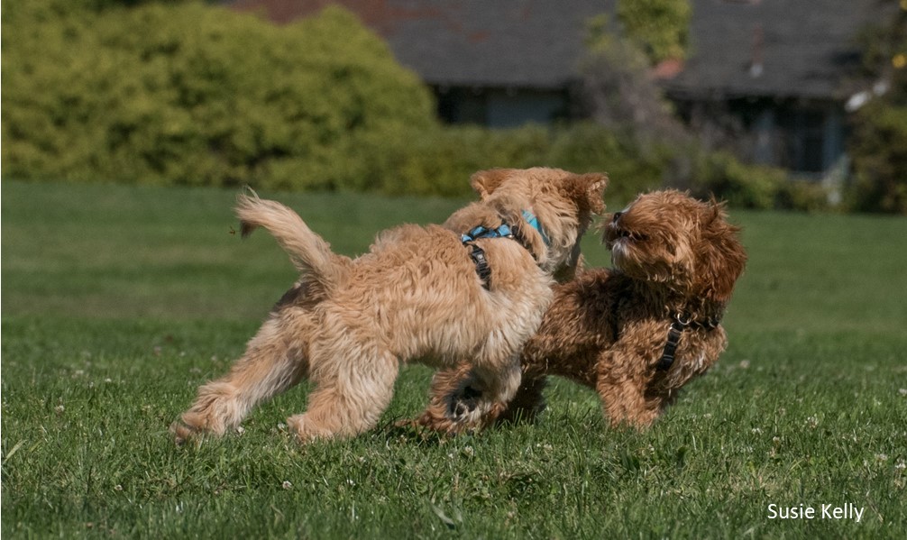 Letting Dogs ‘work it out’