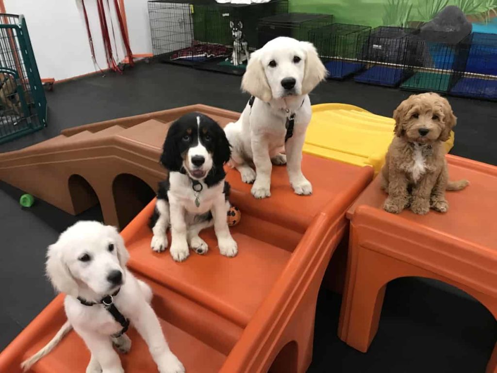 Older Puppies in the Nursery