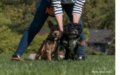 Dog Parks – The Danger of Unsupervised Play for Puppies