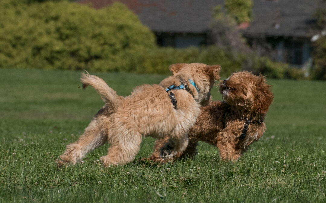 The Importance of Moderating and Supervising Your Puppy’s Play