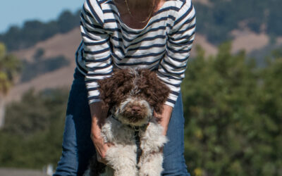 Puppy Adolescence: The Bridge Between Babyhood and Bravery