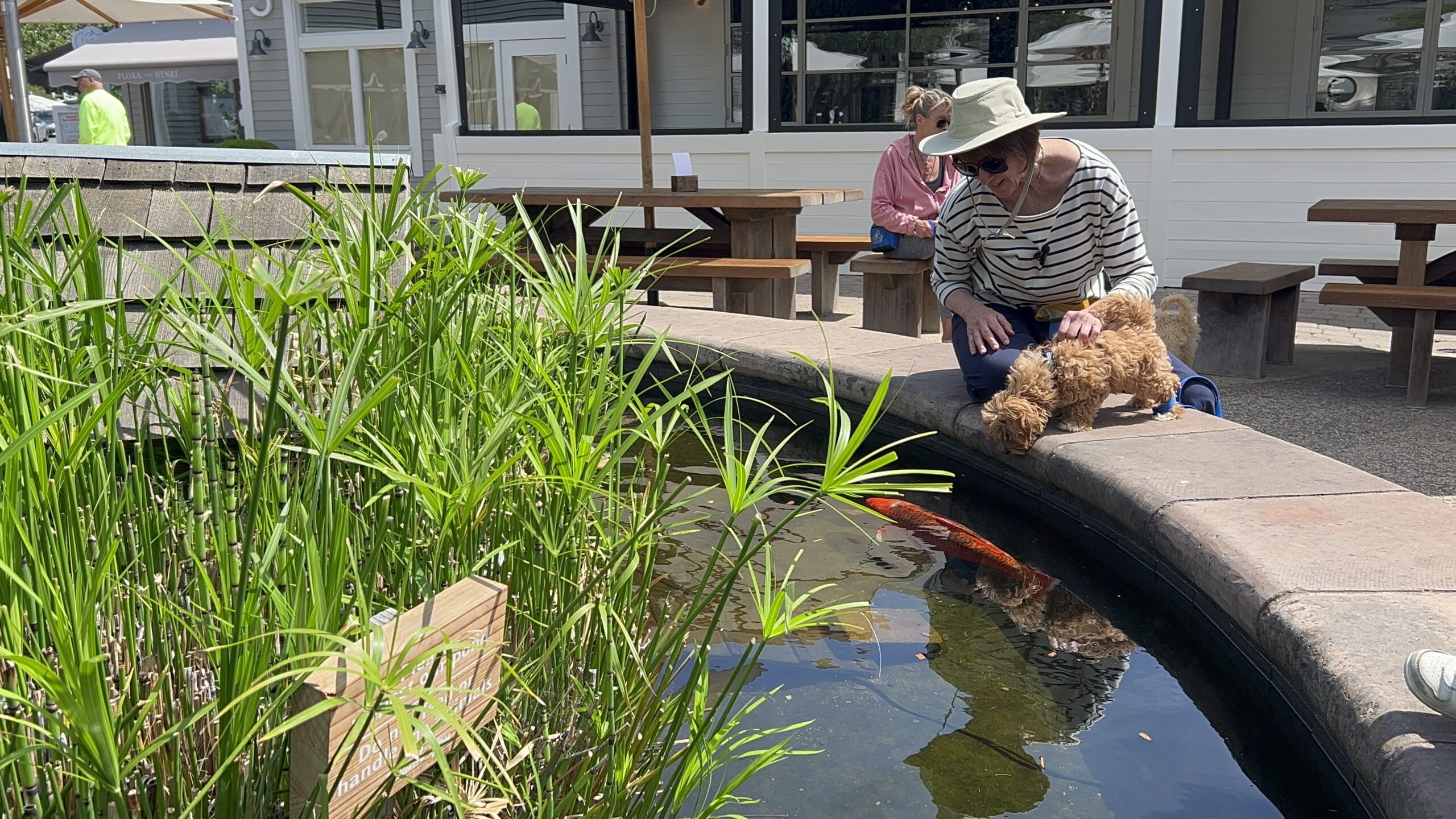 Koi Enrichment Garden