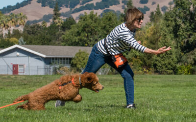 Puppy Enrichment: Taking Your Puppy’s Education to the Next Level